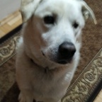 Top OnlyFans creator in Skopje - BearTheCuteDoggo Skopje profile photo